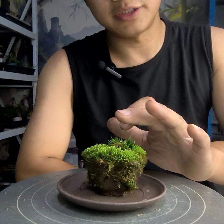 菜**问中青园艺一物一拍70