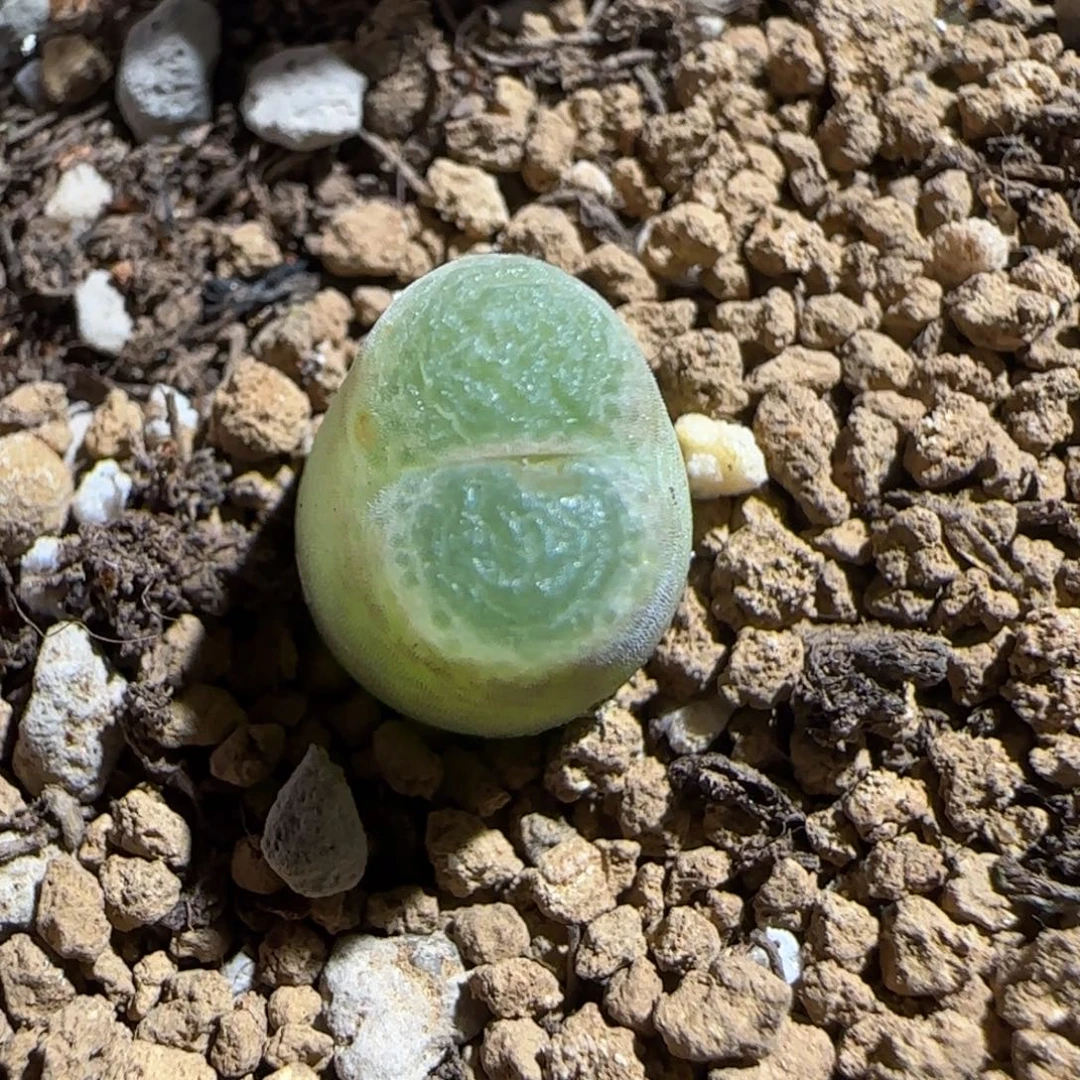 肉锥多肉植物组合-胖虎1773