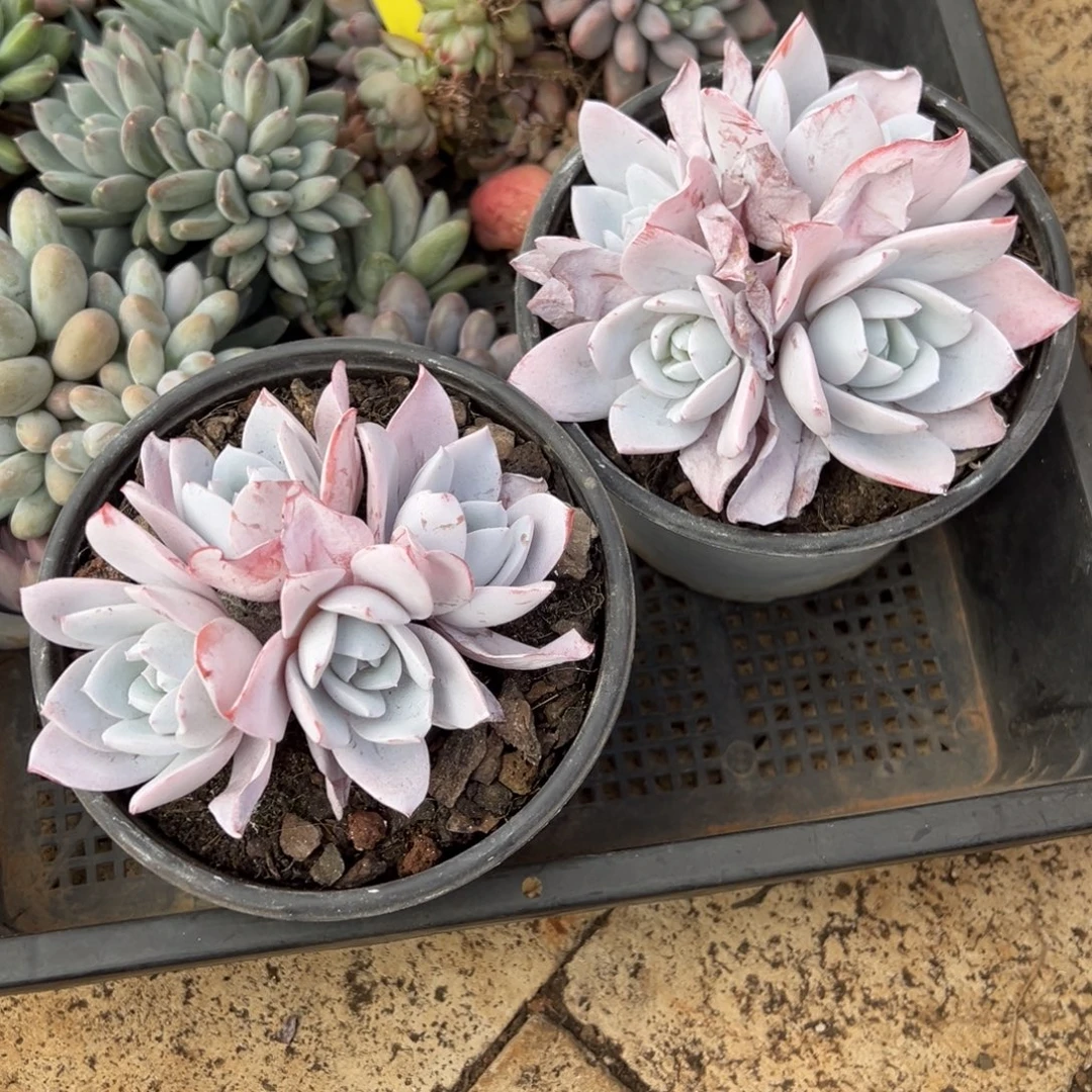 小***～小趴菜20。