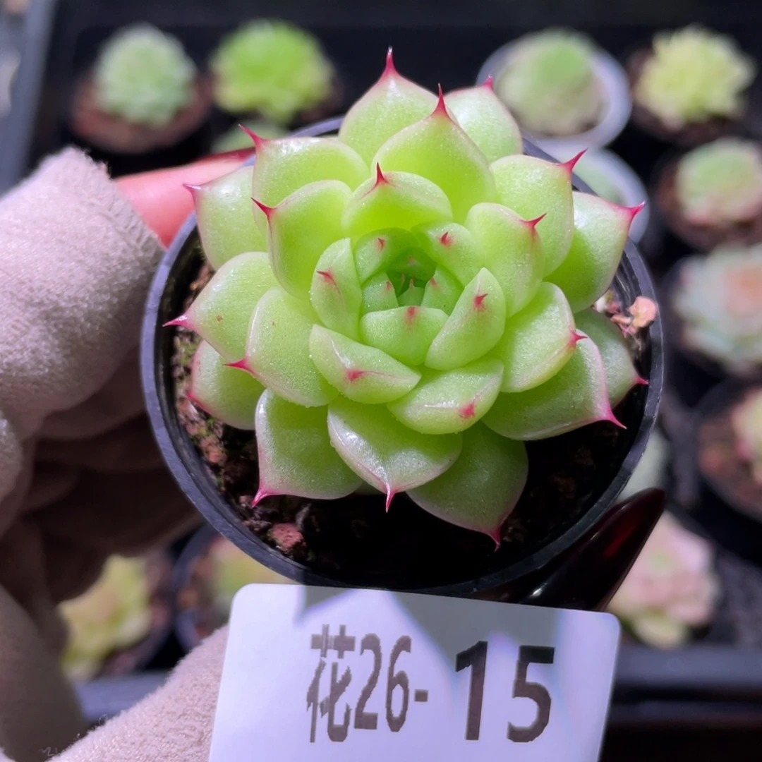 花利美26-15麦秆单头