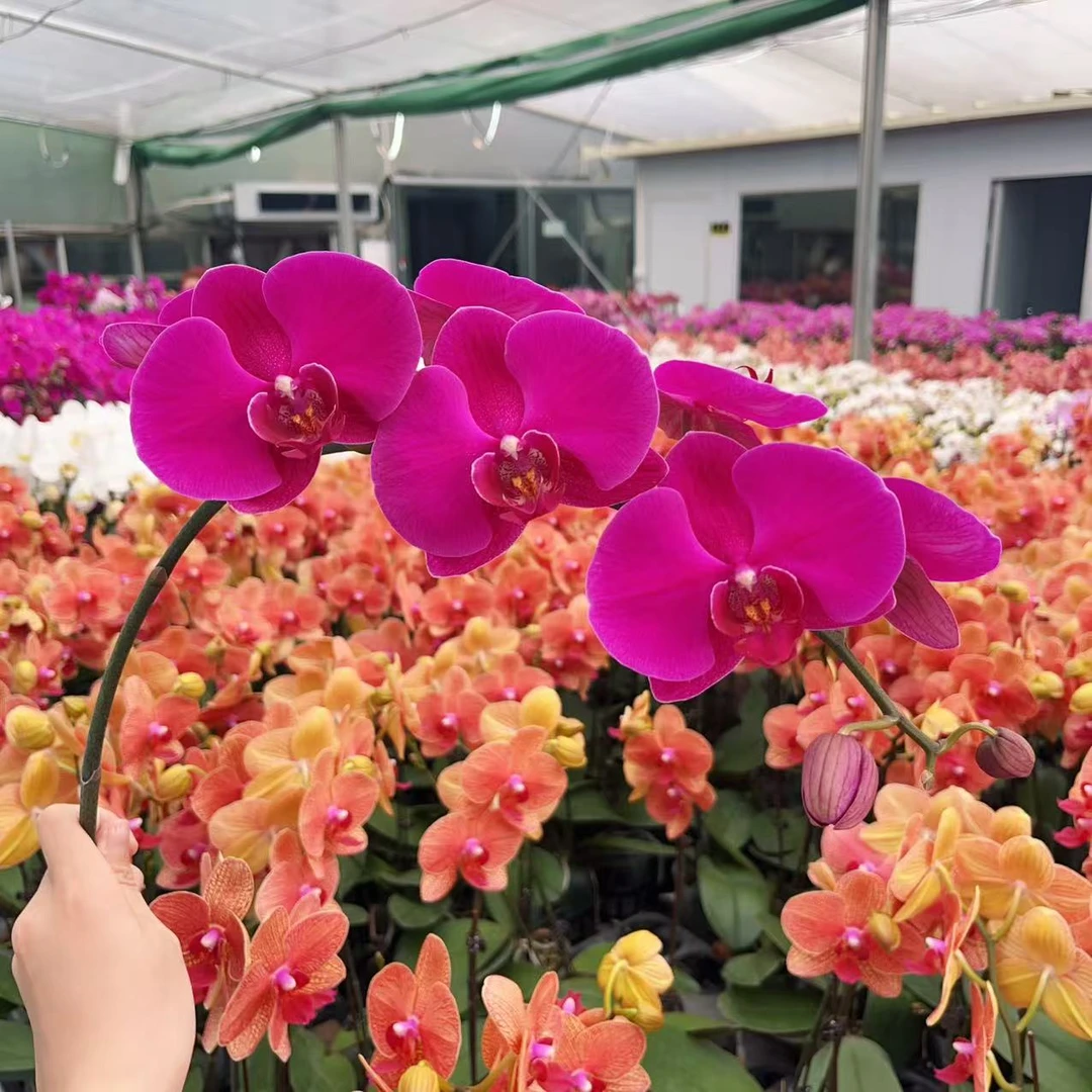 英姿兰园01【大辣椒3.0寸杯】精美蝴蝶兰室内花卉