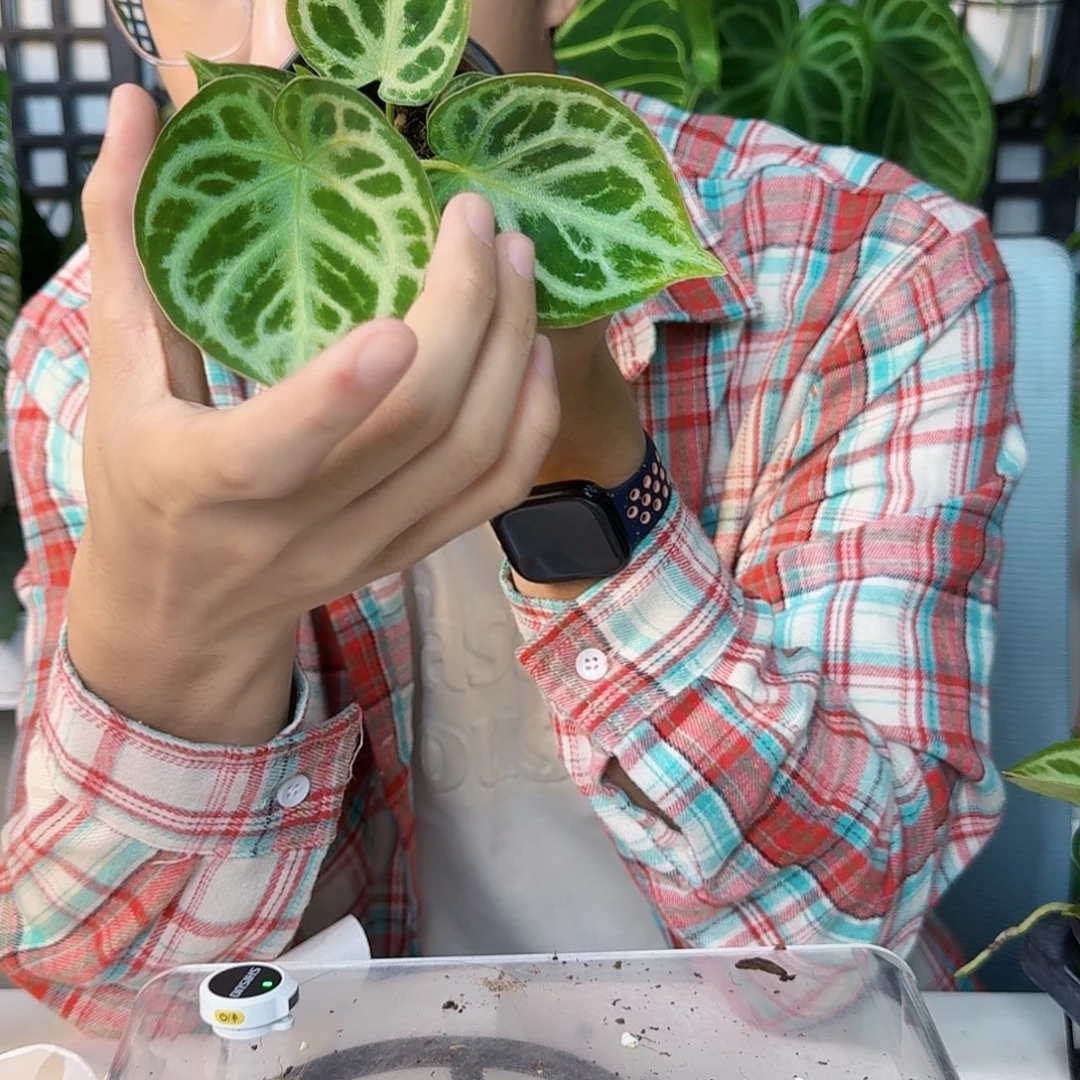 完全开放一物一拍C200印尼铜锣烧