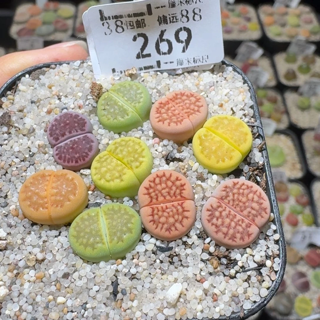 Sssss清仓便宜了我269