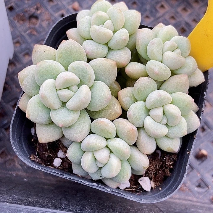 多肉植物泡泡糖1099