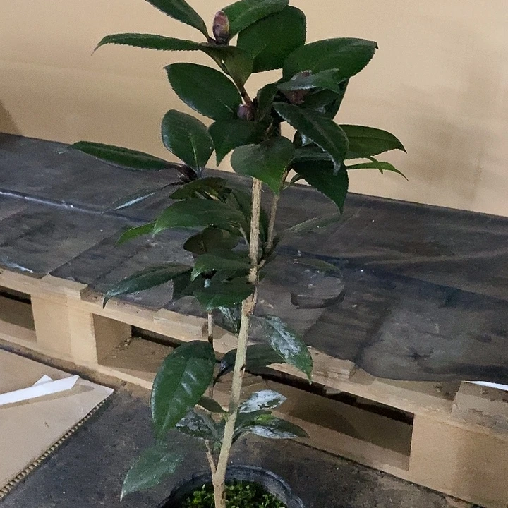无花朵红贝。
