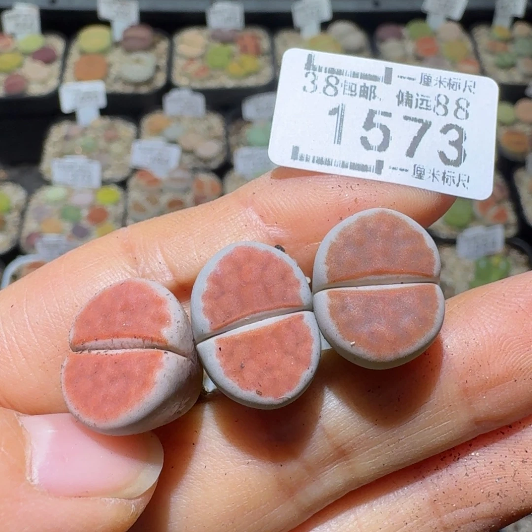 用***1Ssss好看的便宜了1573