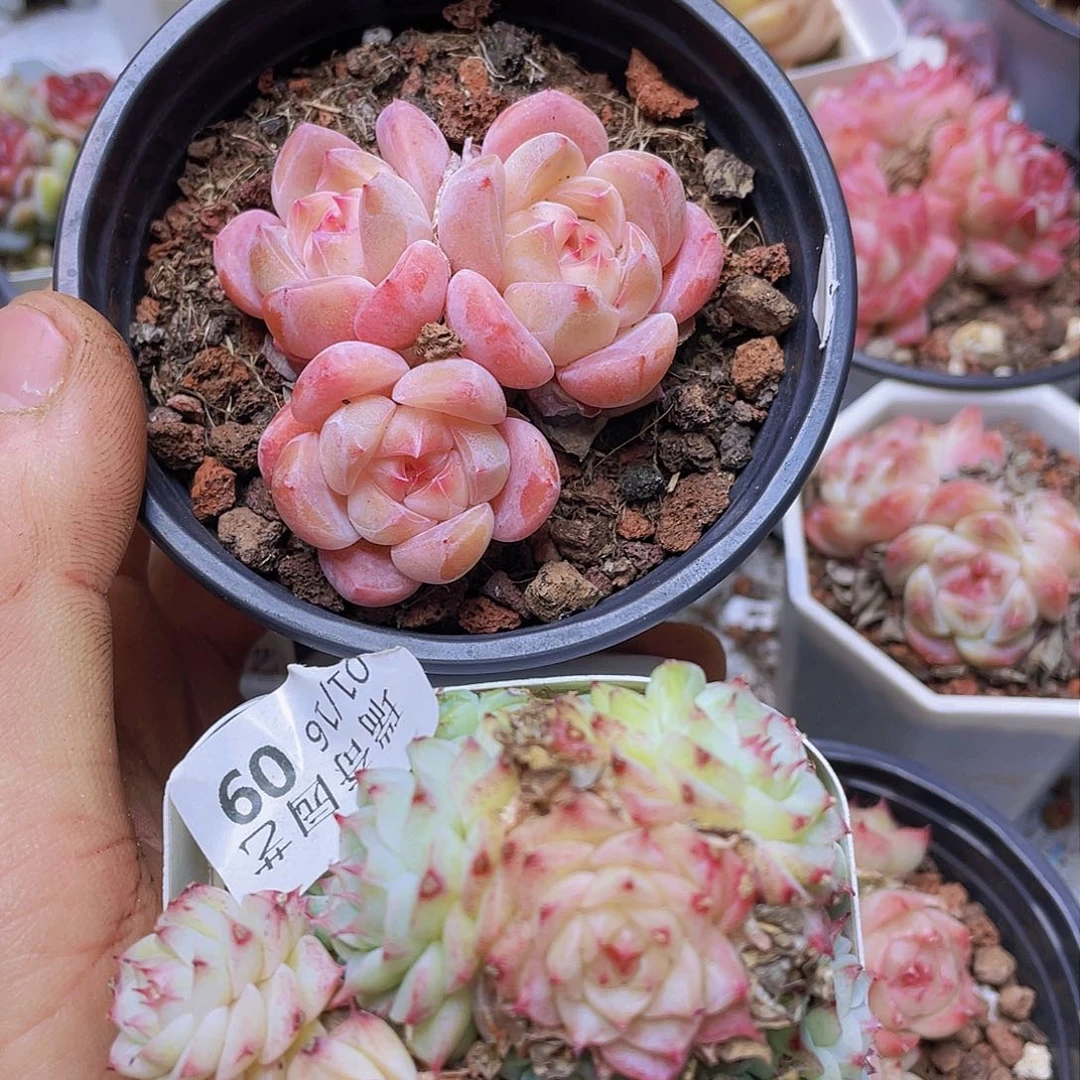 000000000000009量拍