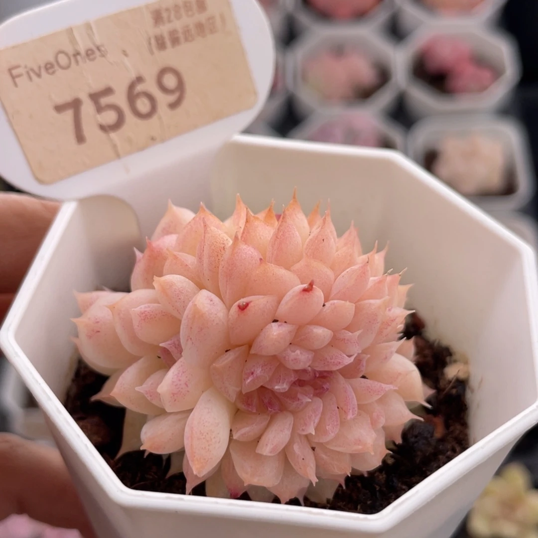 桃熏女王缀7569-5.0厘米