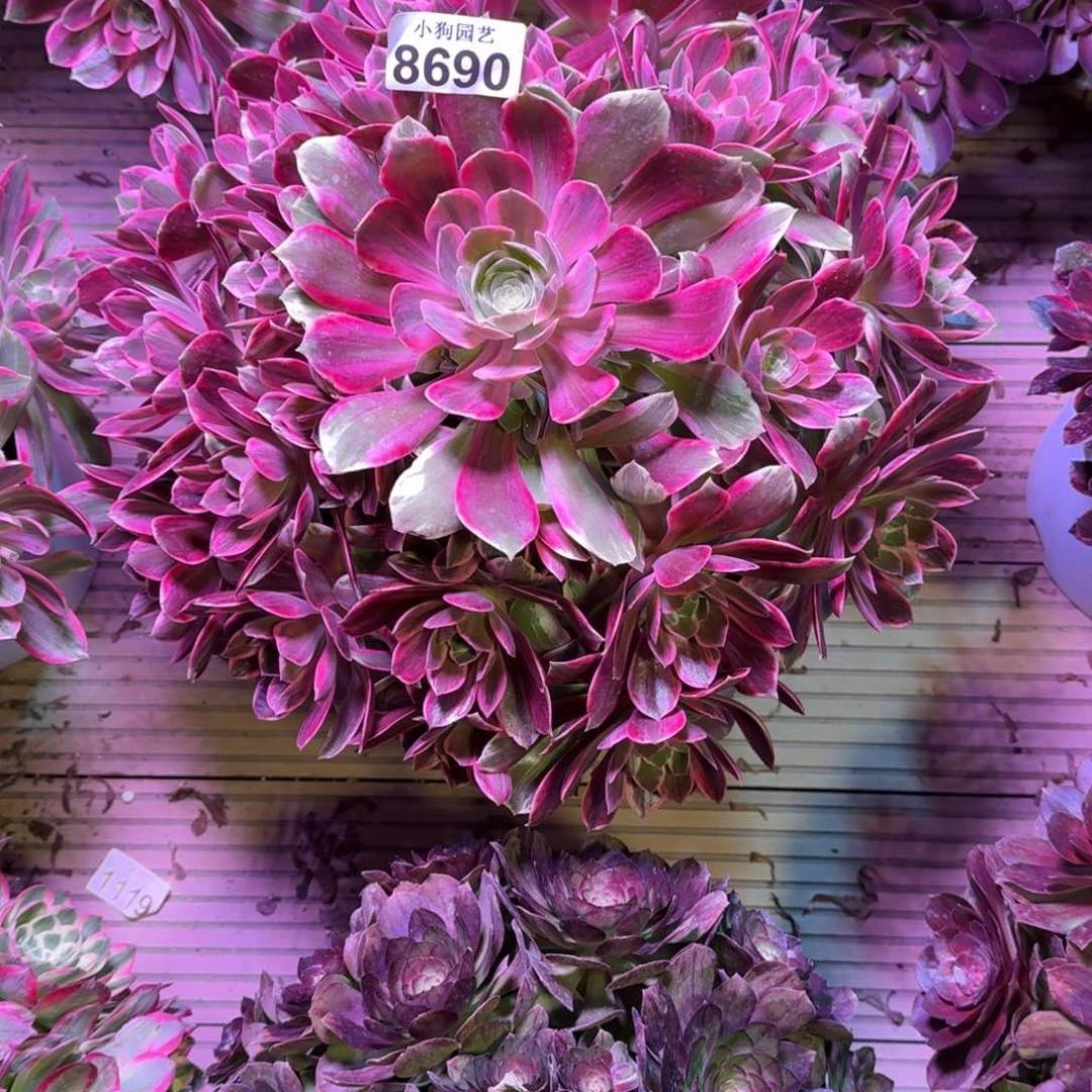 冰**儿浣纱多肉植物8690