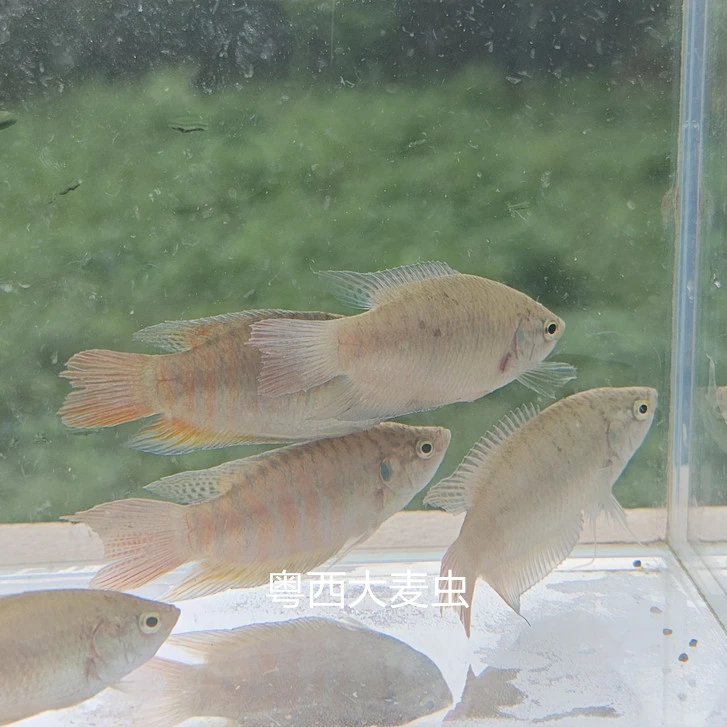 中国斗鱼无需打氧活体淡水观赏鱼耐养好养好玩