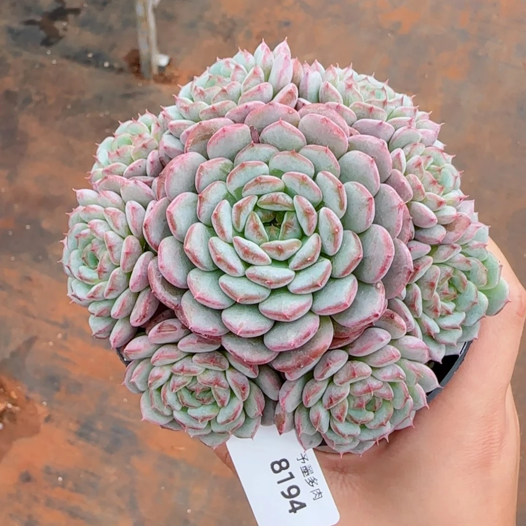 白胖子手捧，8194多肉植物
