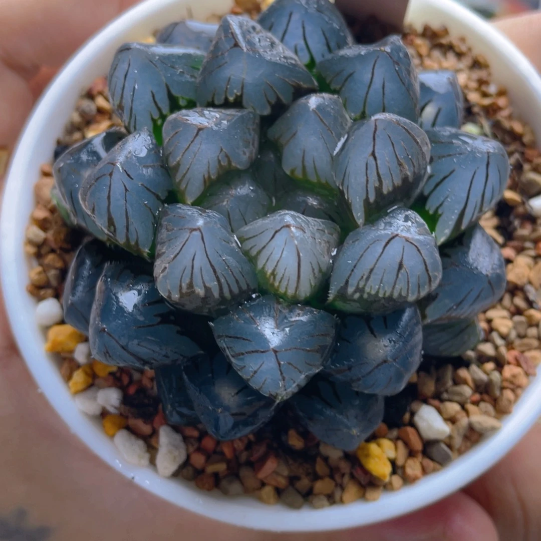 6.十二卷龙爪玉露。
