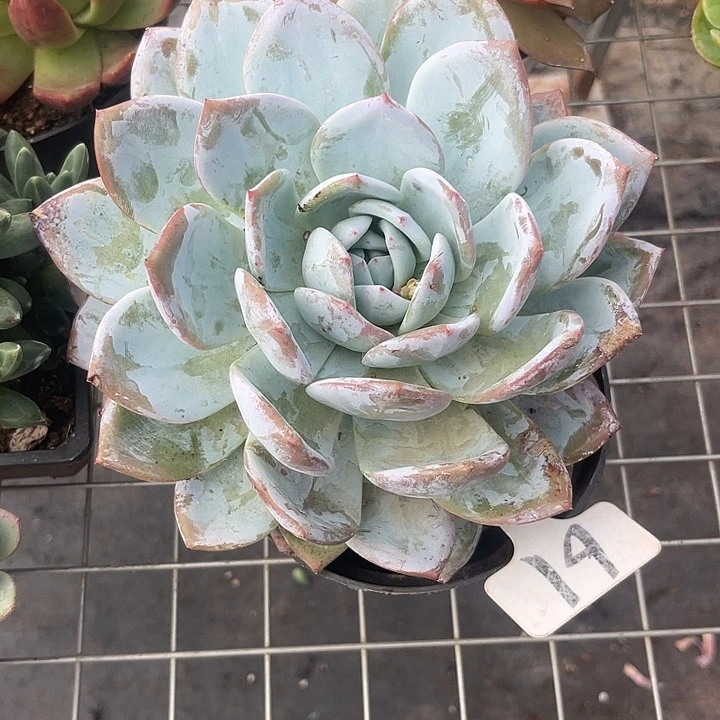 晨语多肉，一物一拍61嫦娥