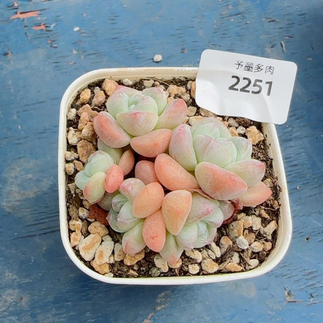冰玉无砍，2251多肉植物