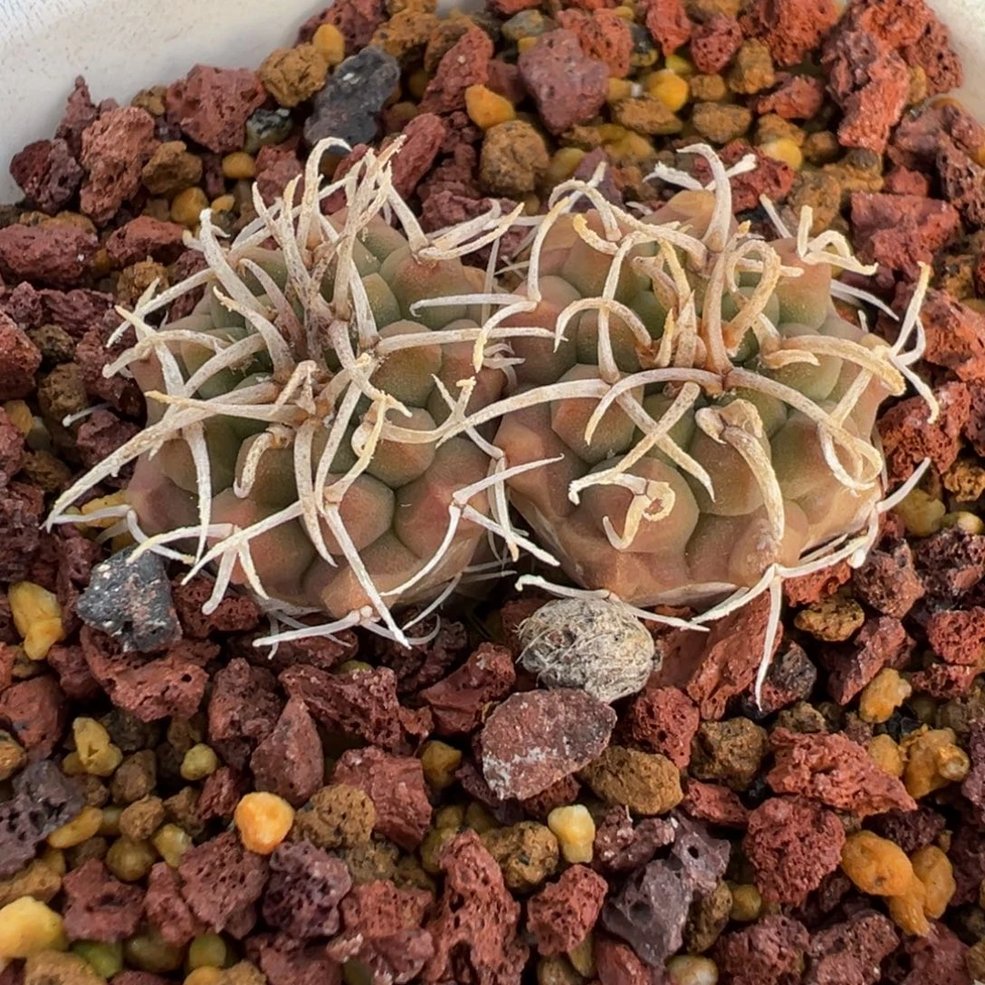 343实生根海王仙人球多肉植物带盆土