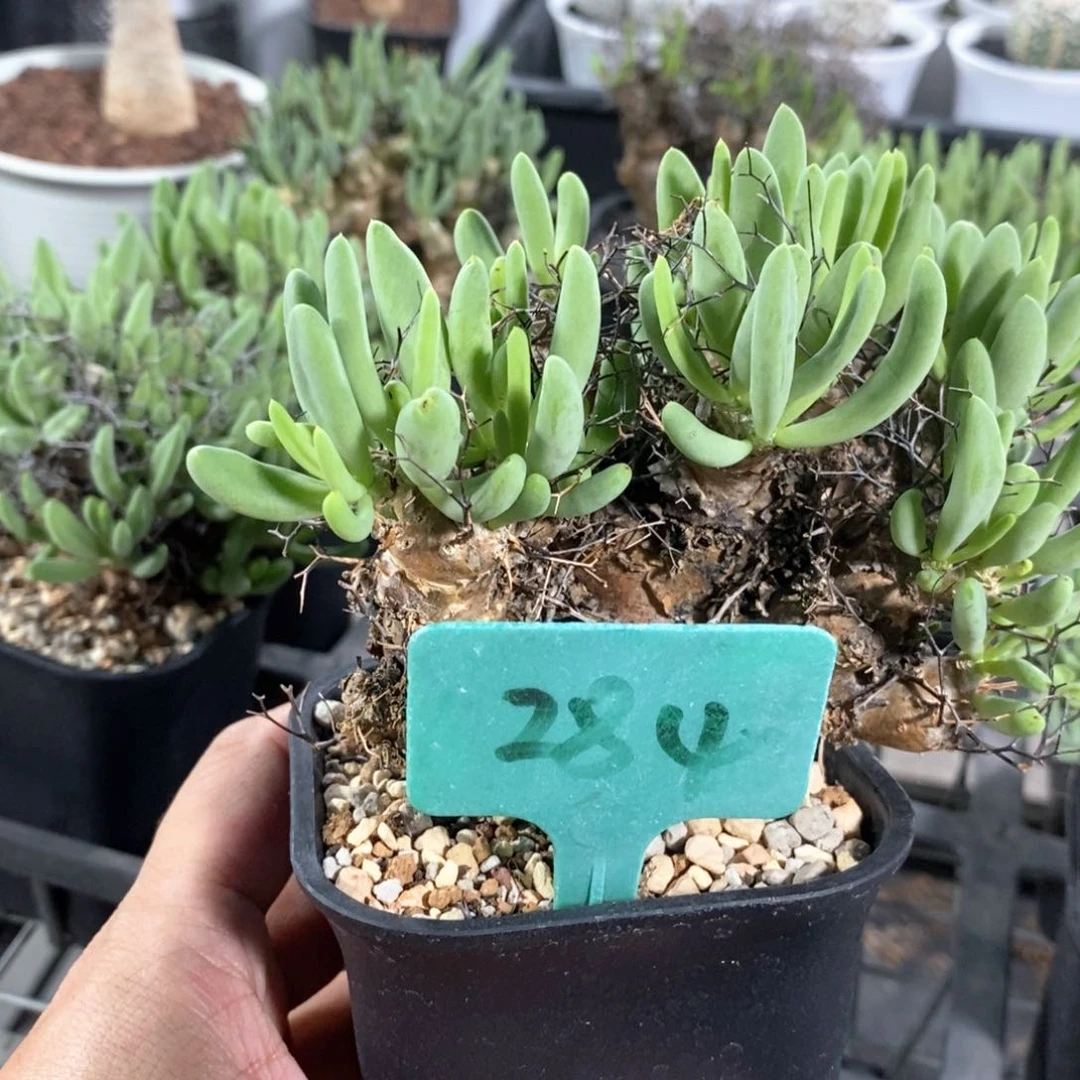 钢丝万物想多肉植物