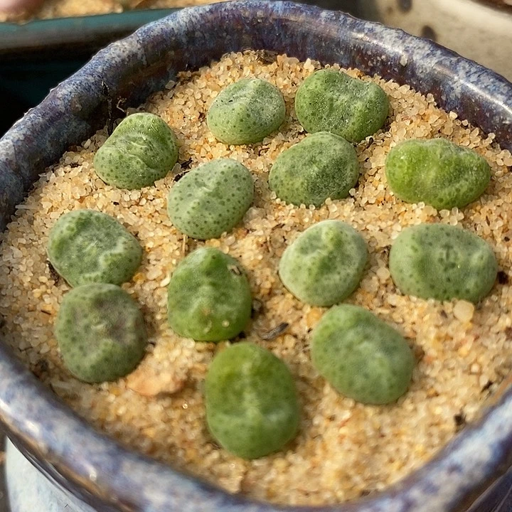 1314鬼脸绿豆糕一颗