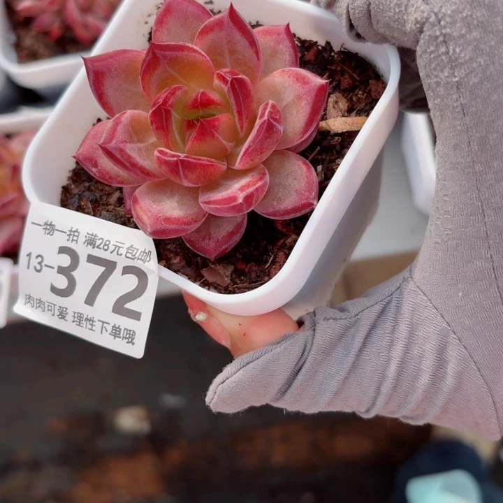黑武士多肉多肉多肉多肉多肉