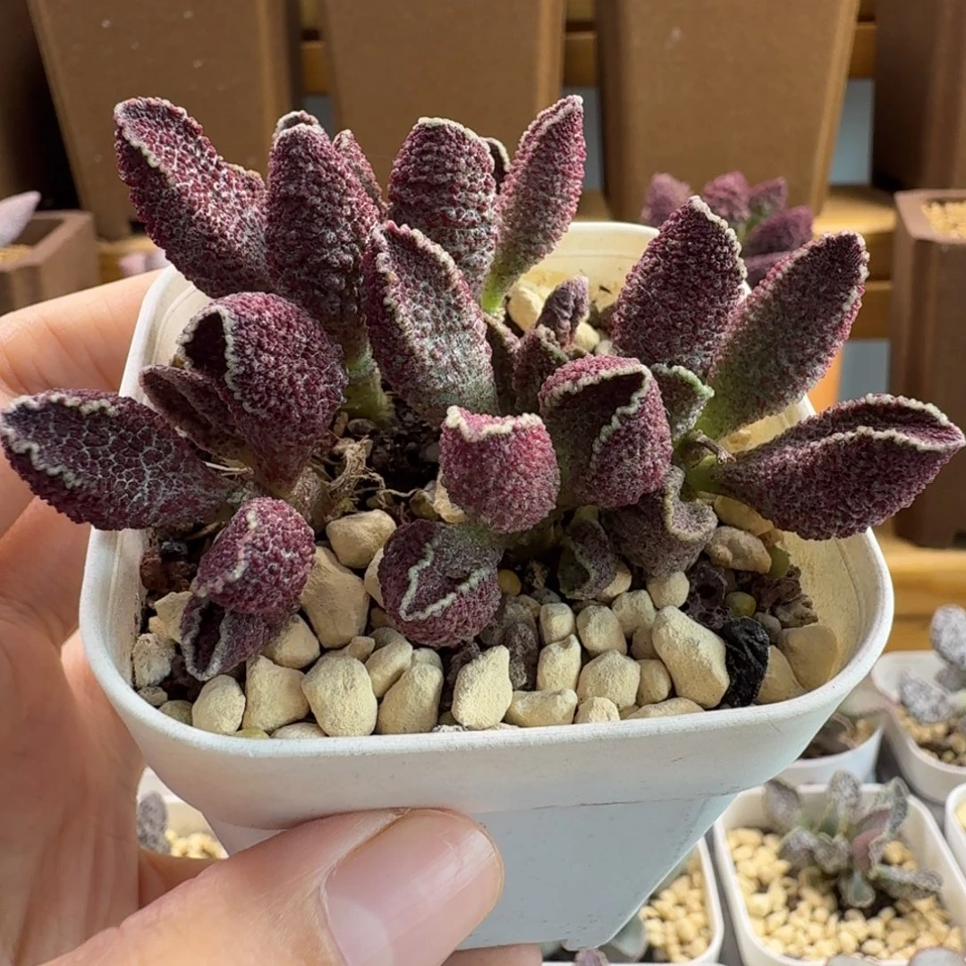 实生水泡多肉肉肉