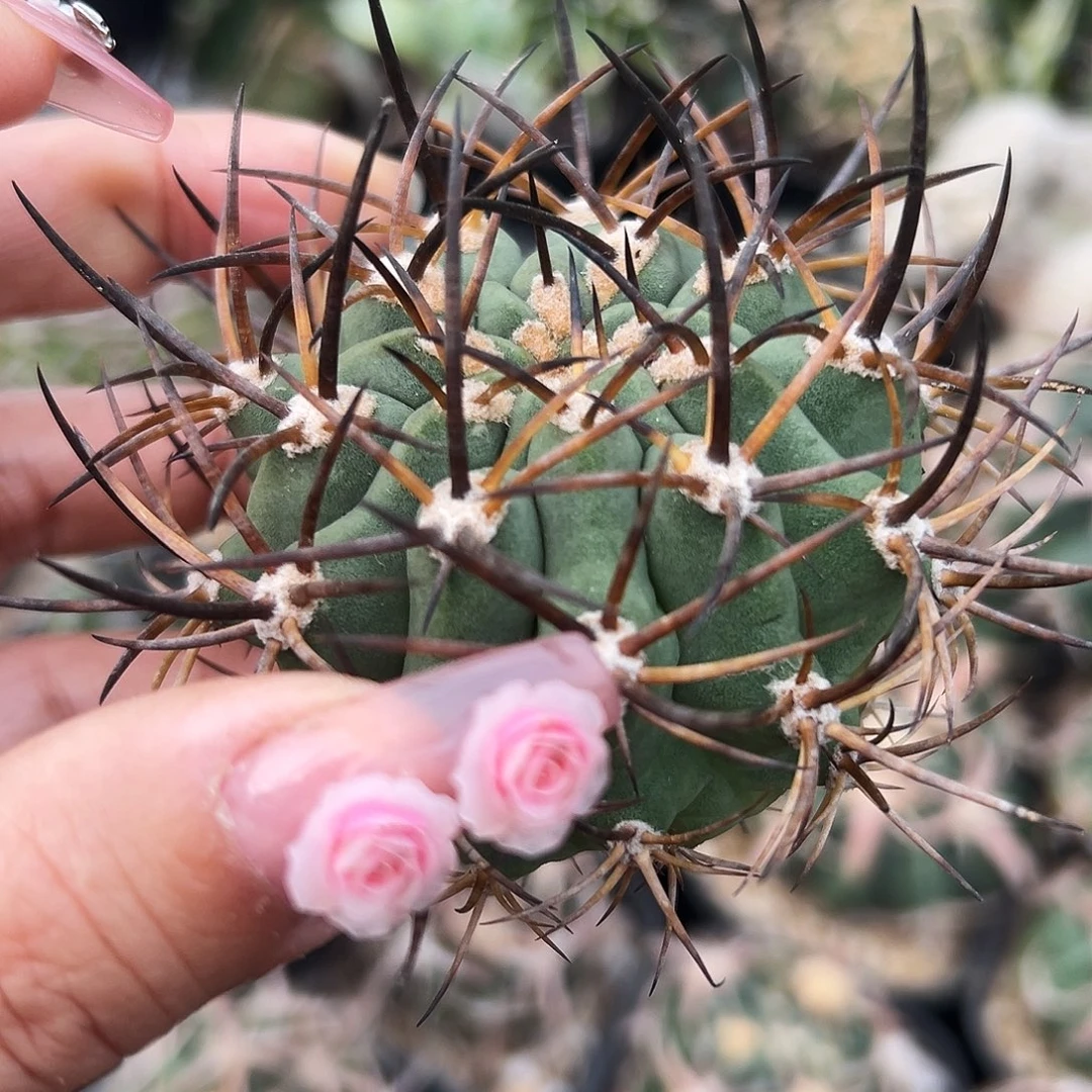 500津玉有根仙人球6666666