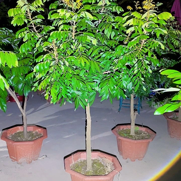 前***来完全开放果树888888