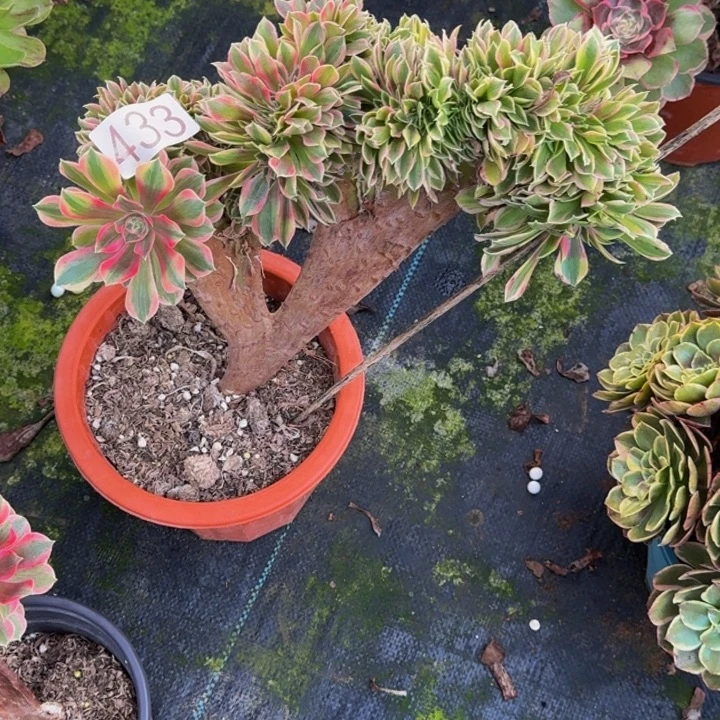 0000 0000433女郎缀