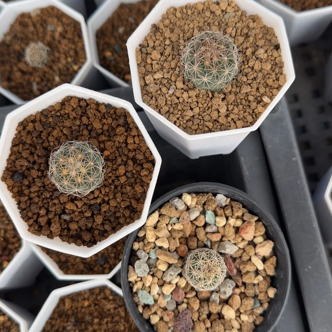 脱土发2颗2.3厘米虎爪➕1.8凤舞多肉