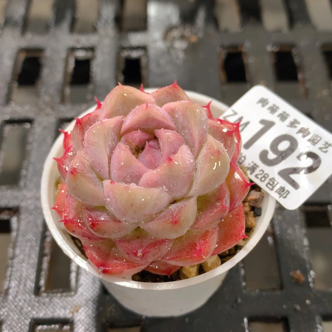 肉萌萌拇指盆精控多肉ZM192