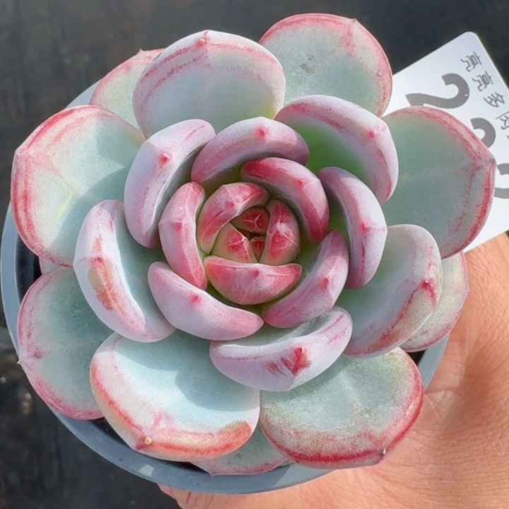 长相思         精控精养多肉植物