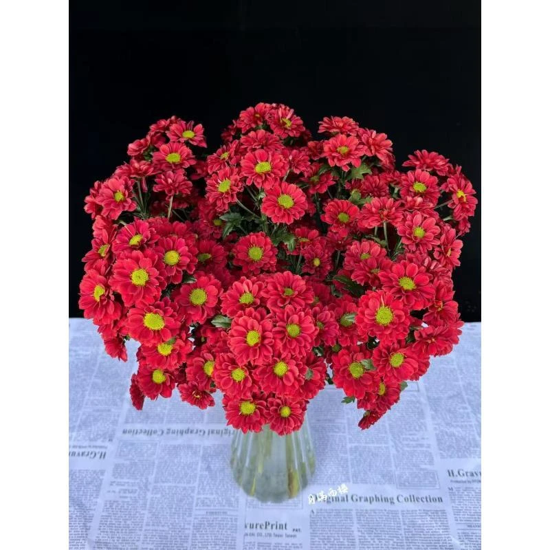 红梅小雏菊 （全店任意两单及以上升级顺丰包邮）东北鲜花现采现发