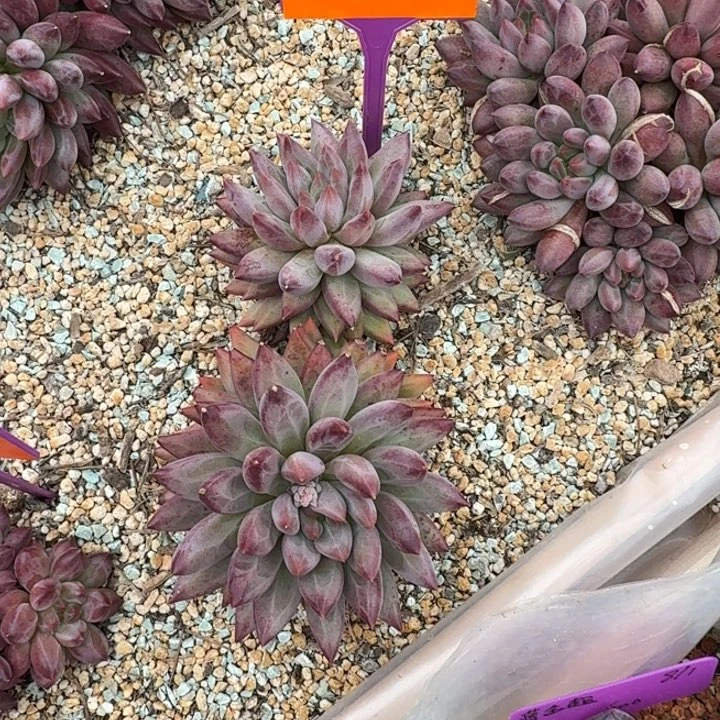 多肉植物虞美人486