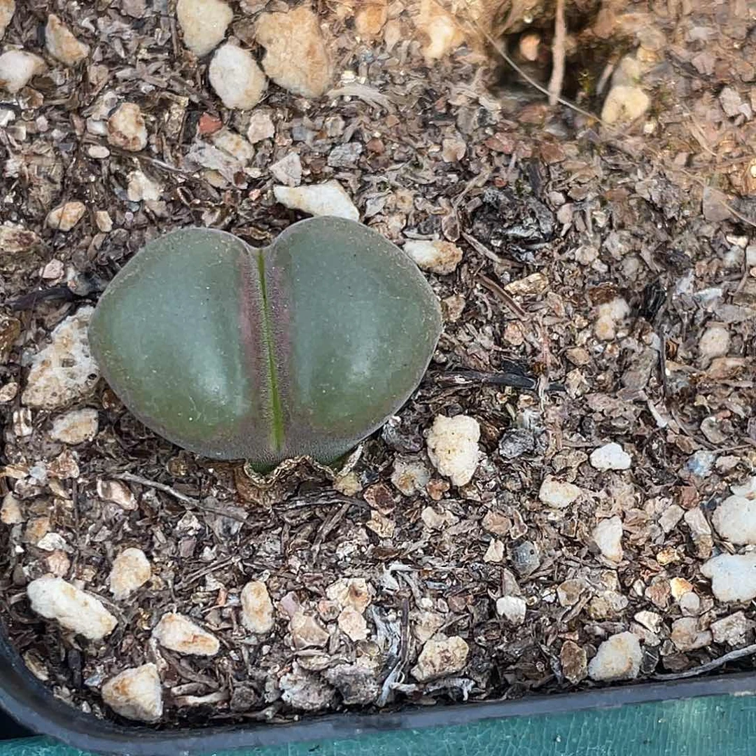 21-107肉锥风铃多肉植物