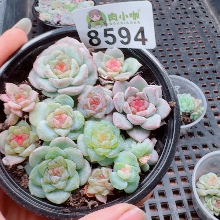 多肉植物多肉植物