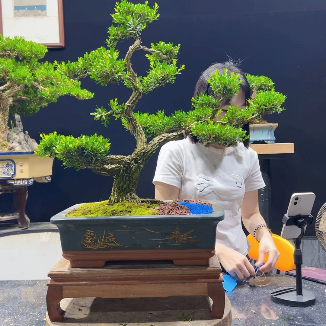 无花朵上*虎黄杨盆景老桩四季常青