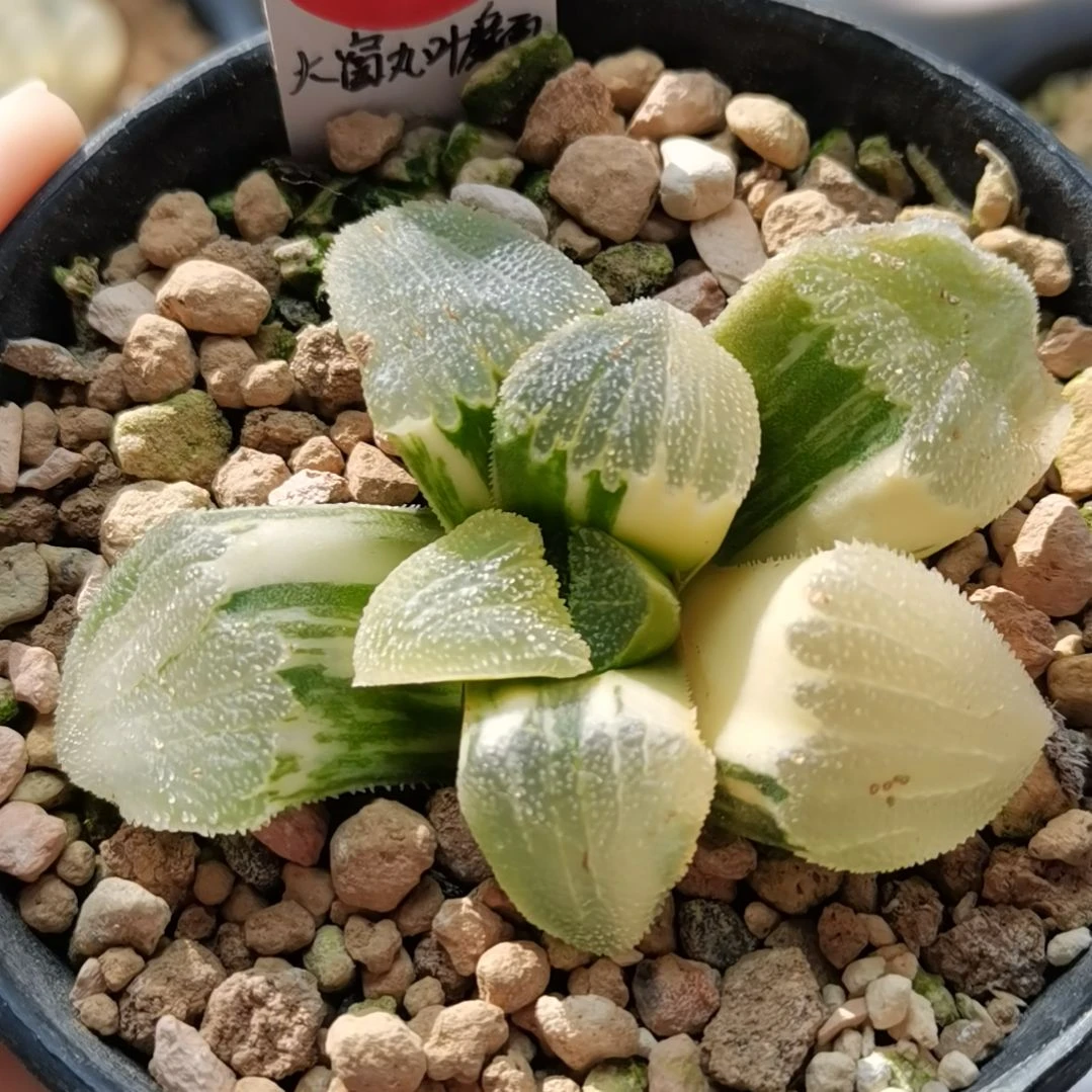 271号大窗丸叶磨面锦一物一拍带盆土发货