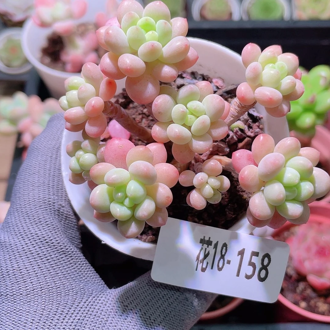 花利美18-158洛可可