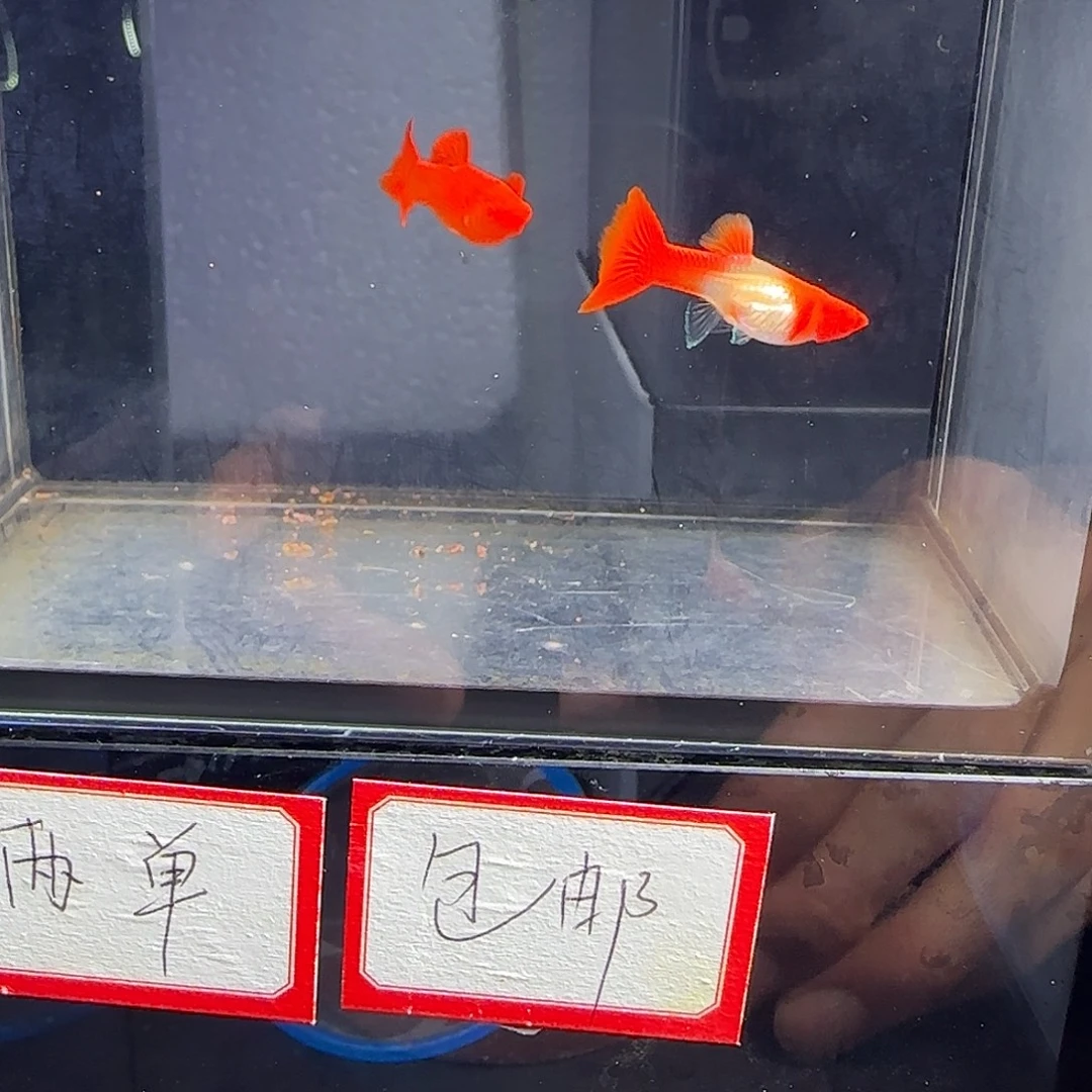 孔雀鱼双分水一对