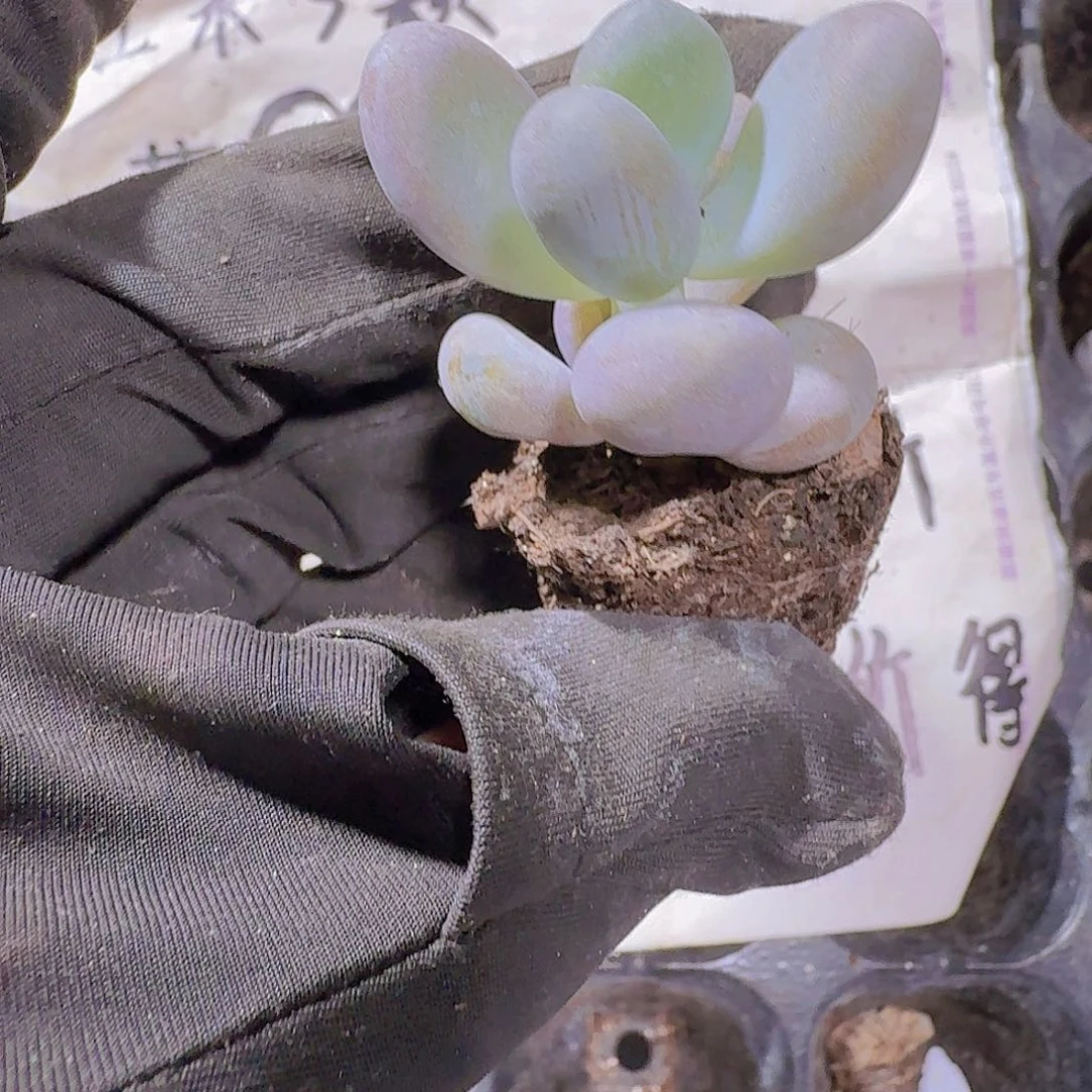 达摩奶酪两米三颗