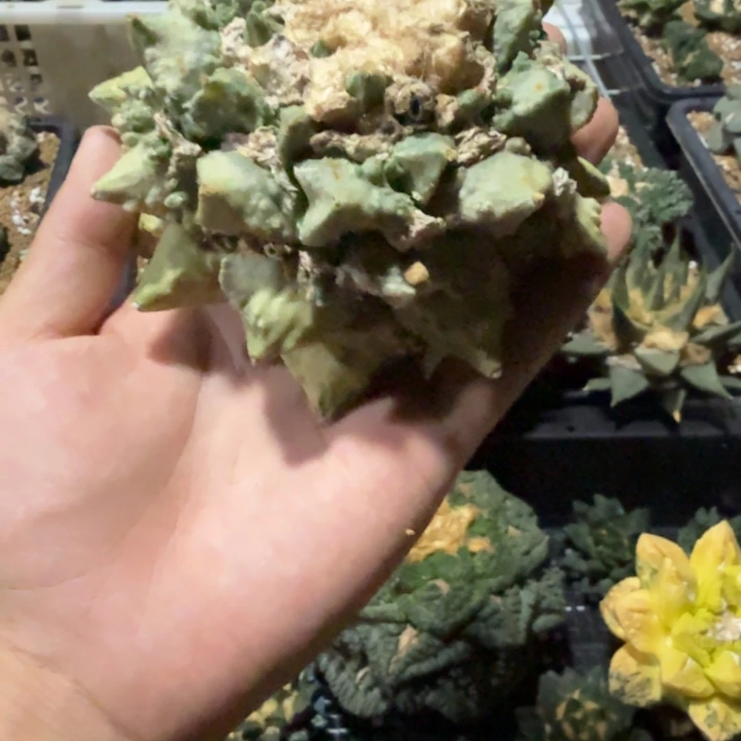 树***风仙人球开花一个福利品有跟