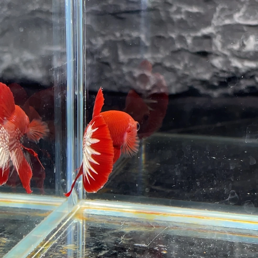 斗鱼红肉星尾将军公