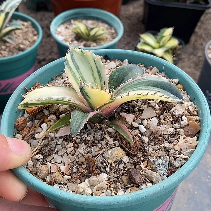 白鲸镐斑特价一个