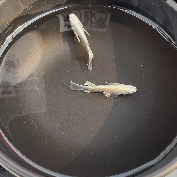 青鳉鱼真长鳍天使之翼2条11号