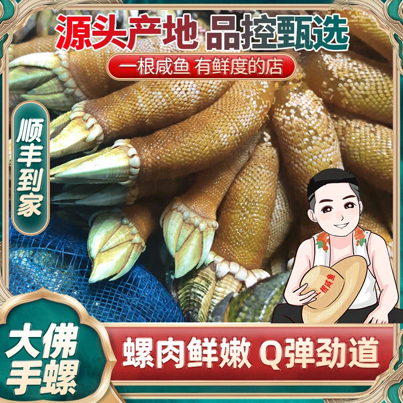 象山石浦特大佛手螺现挖新鲜鸡爪螺龟足藤壶螺类水产