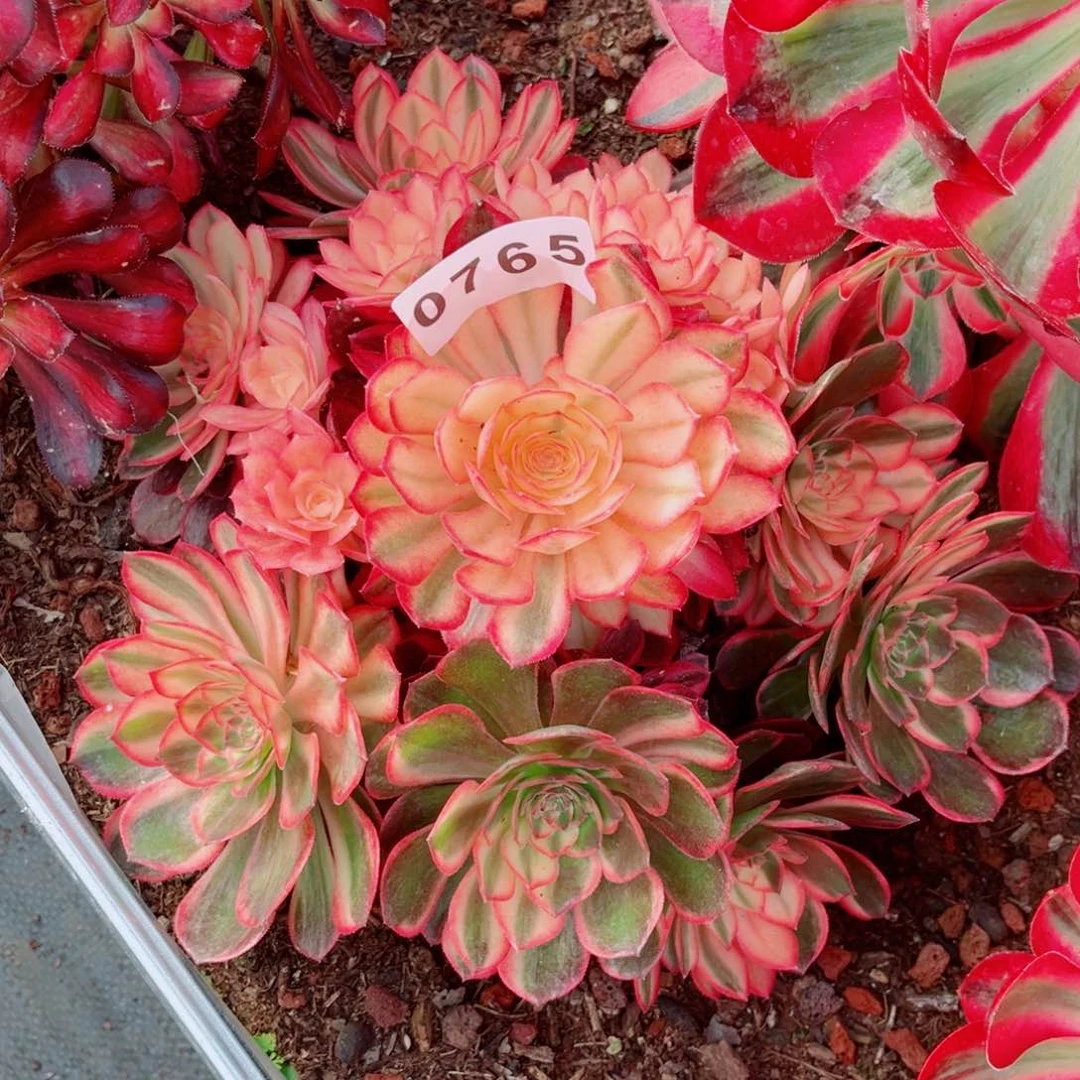 A**忧黑魔多肉发货发货