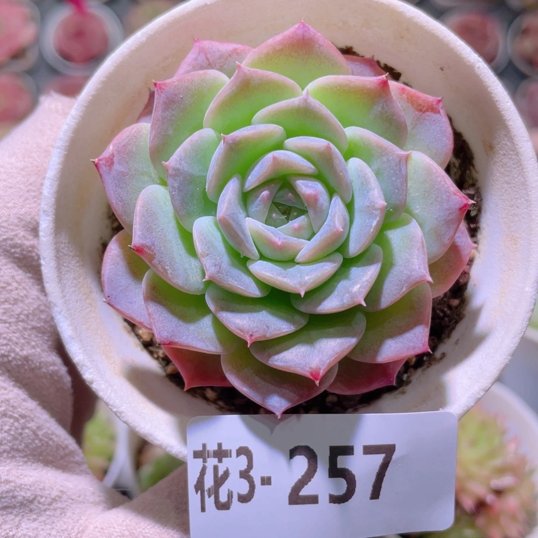 花利美 3-257纯爱单头