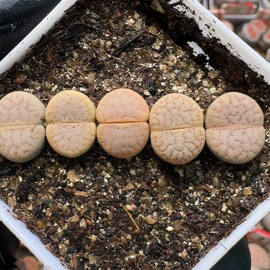 生石花111111。  286