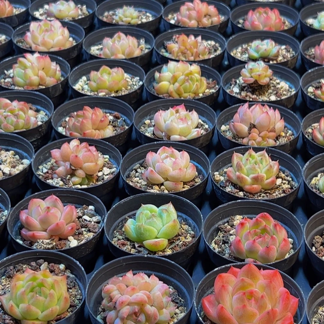 298多肉葡萄的价格是多少啊哈哈