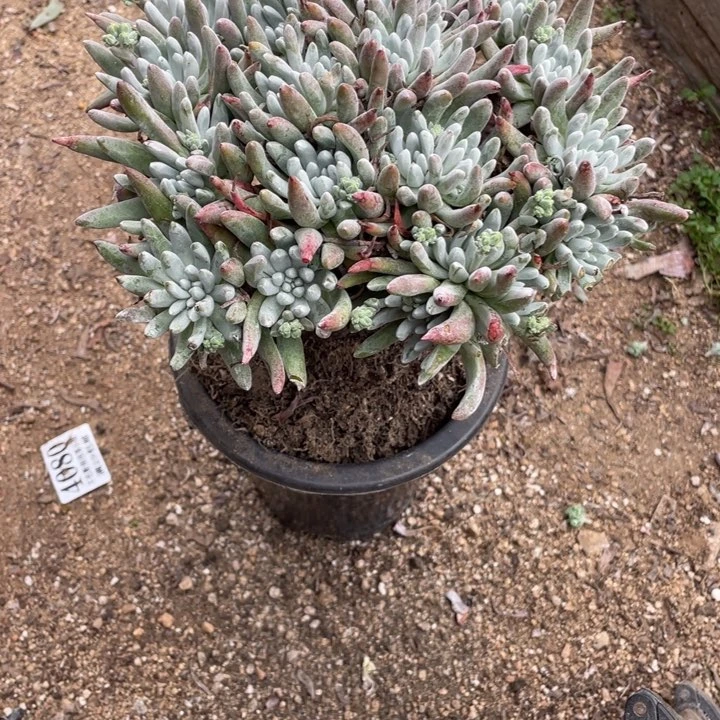 213号雪花多肉植物