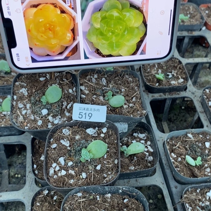 标519魔力一个量拍
