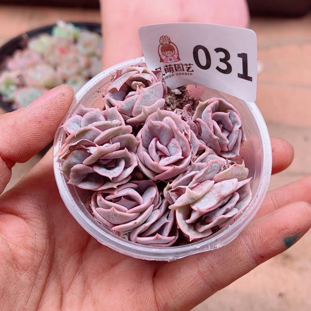 多肉植物多肉植物